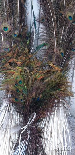Павлиньи перья