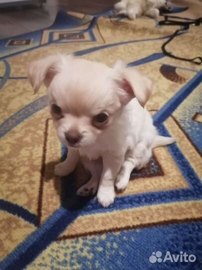 Щенки чихуахуа девочки
