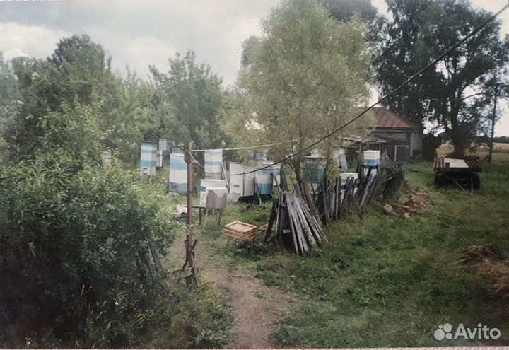 Семьи пчёл, ульи