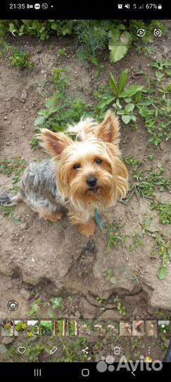 Йоркширский терьер щенки