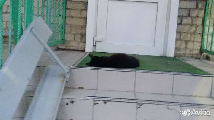 Кошкины истории.И стыдливое дело