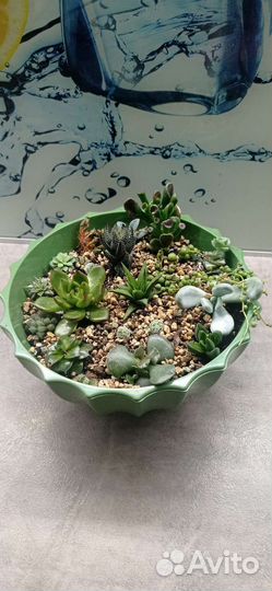 Суккуленты