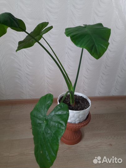 Алоказия клубучковая