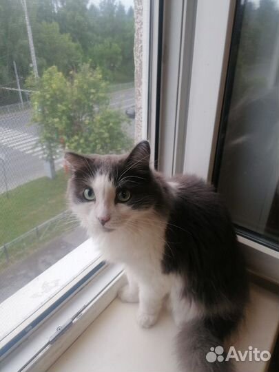 Найдена кошка