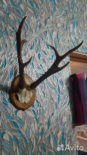 Рога косули большие на медальоне