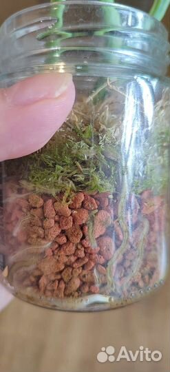 Монстера Adansonii varegatea Индо