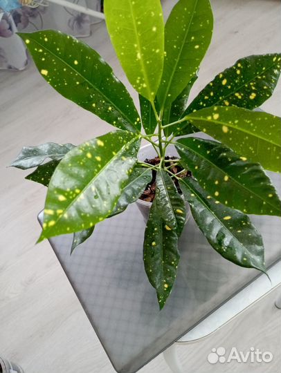 Продам цветы комнатные