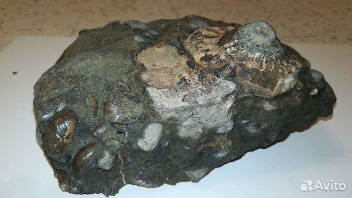 Живописный древний донник