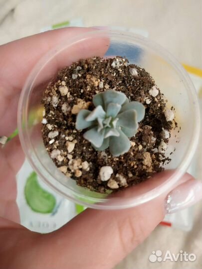 Набор масок для лица +суккулент