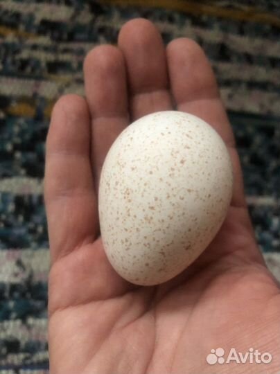 Инкубационное яйцо индюшиное, индюшата