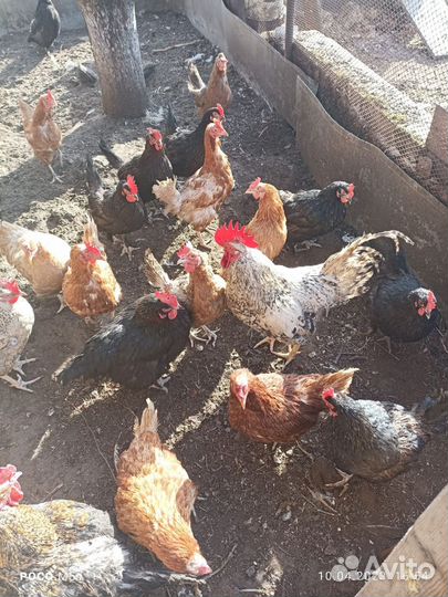 Петухи доминанты