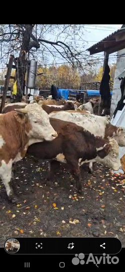 Продажа быков