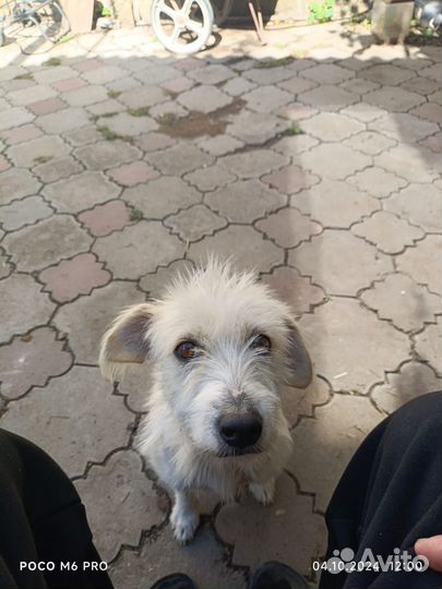 Девочка ищет дом