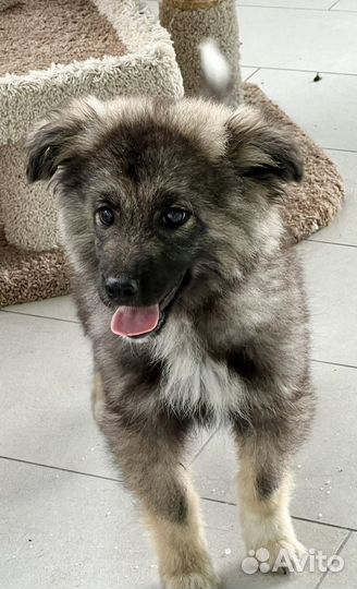 Щенок 4 месяца