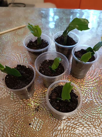 Декабрист белый