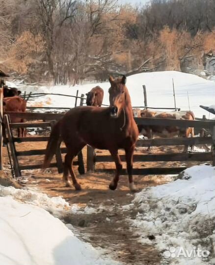 Продам лошадь Шотландская серая