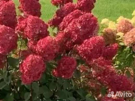 Гортензия метельчатая самарская Лидия, Саммер лав