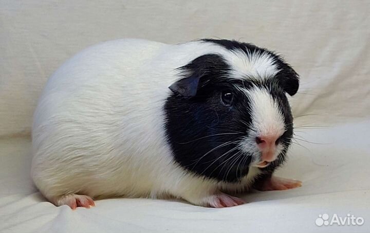 Морские свинки