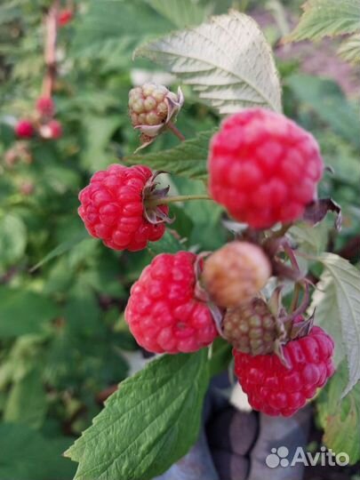 Ремонтантная малина