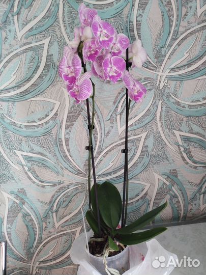 Орхидея