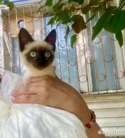 Котята в добрые руки даром