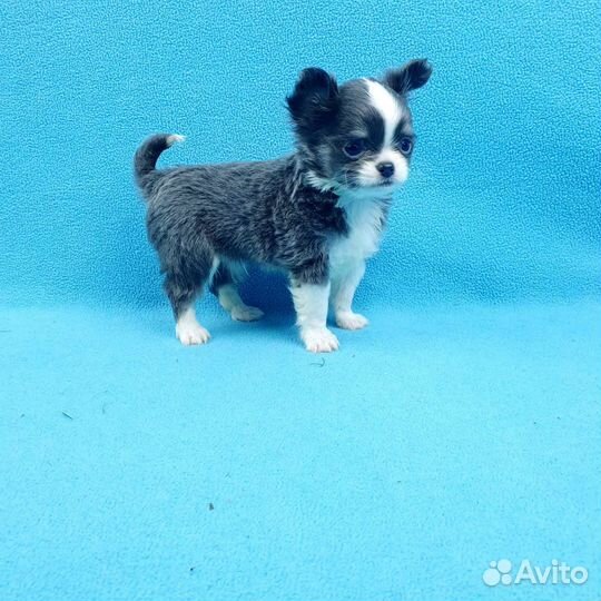 Щенки чихуа. Большой выбор