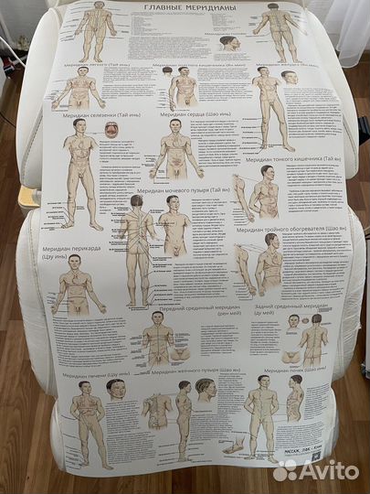 Плакаты акупунктурные меридианы