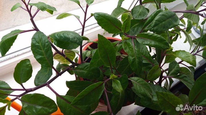 Шикарная Джинура