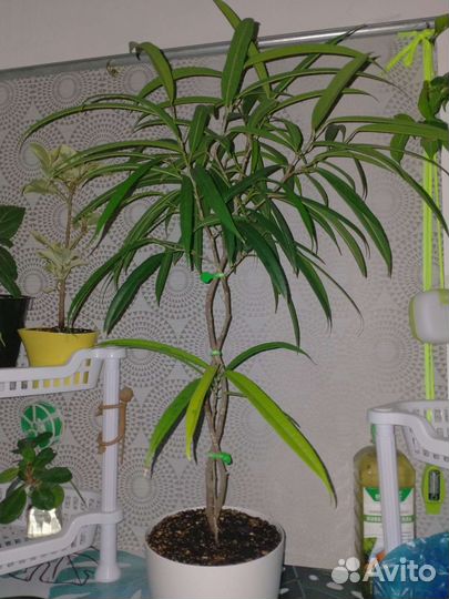 Фикус Биннендийка Али