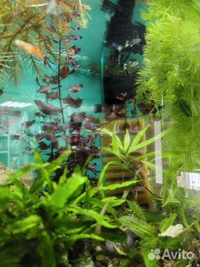 Аквариумные растения. Растения в аквариум