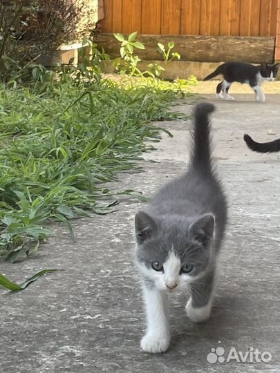 Котята в добрые руки бесплатно