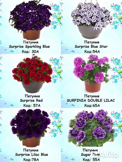 Петуния
