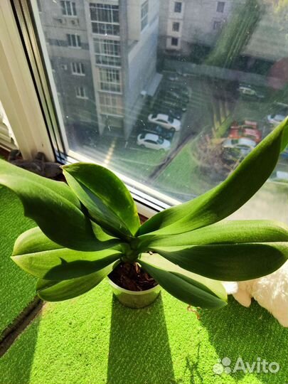 Орхидея фаленопсис Карибская мечта