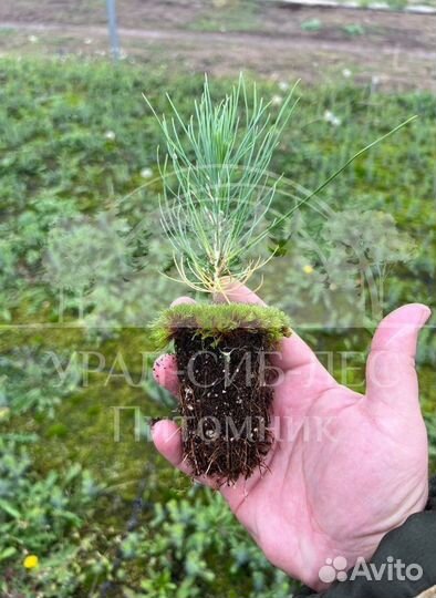 Сеянцы на лесовосстановление Горная сосна Мугус зк