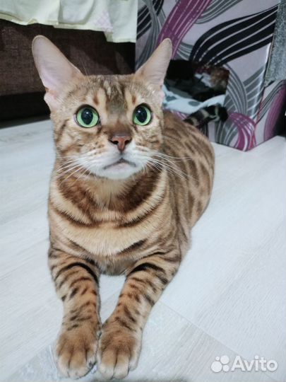 Бенгальская кошка