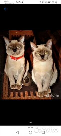 Котята европейской бурмы