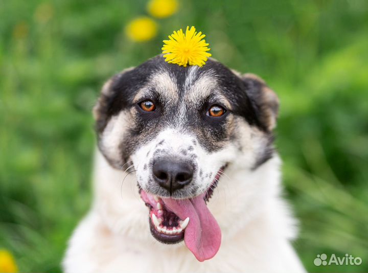 Роскошная девочка Долли в добрые руки