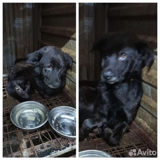 Собака в дар