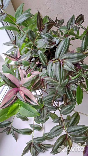 Традесканция в горшке