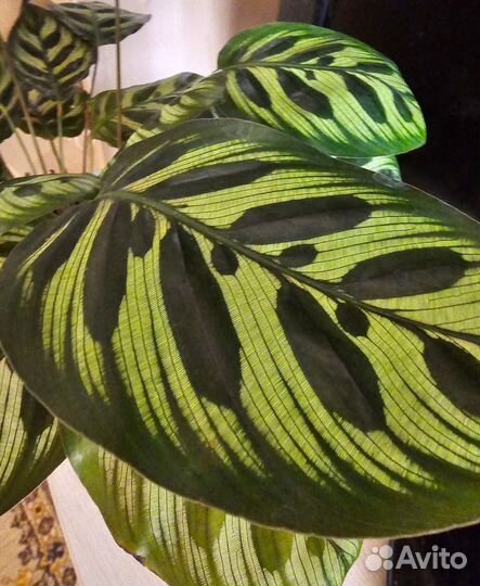 Комнатные растения и цветы Калатея Макояна