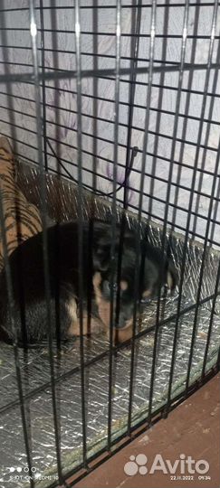 Мини той-терьер щенки