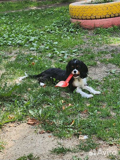 Собака для фотосессии