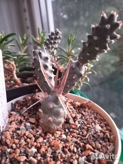 Кактусы и суккуленты