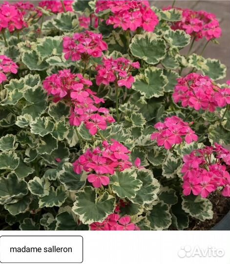 Пестролистная пеларгония герань