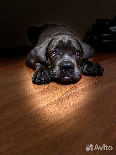 Корсо много не бывает