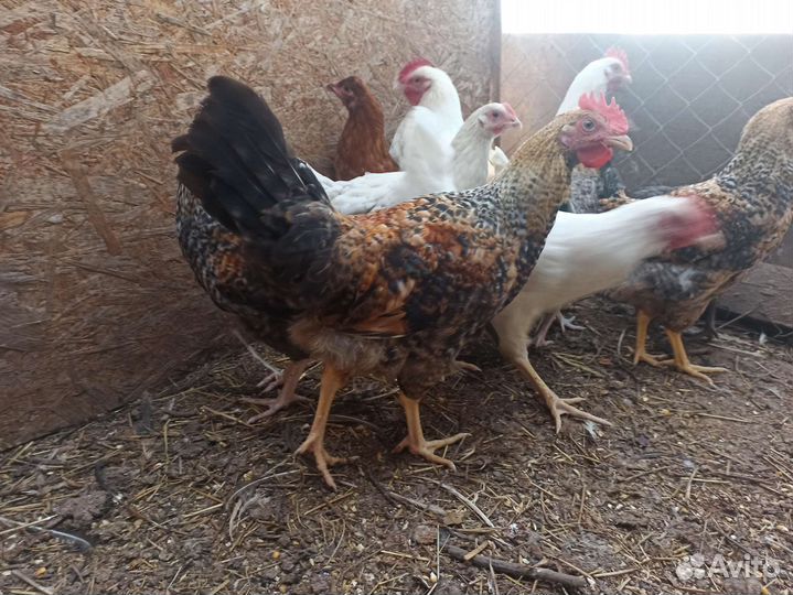 Молодые петухи