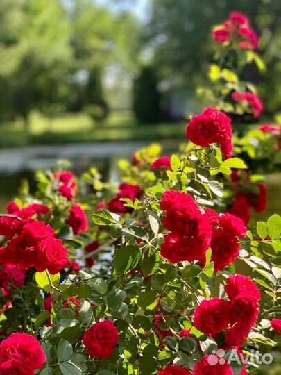 Домики,Рыбалка, беседки, уютная база отдыха