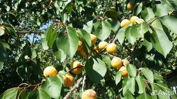 Абрикос