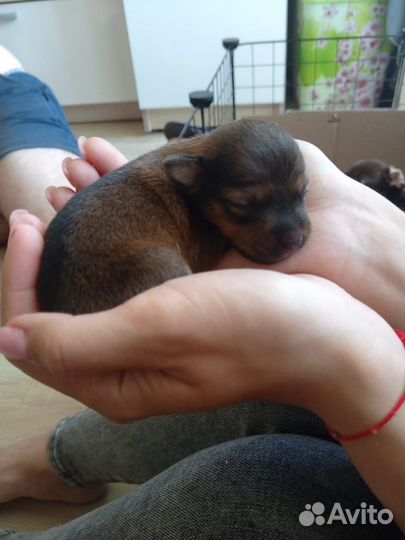 Джек той терьер