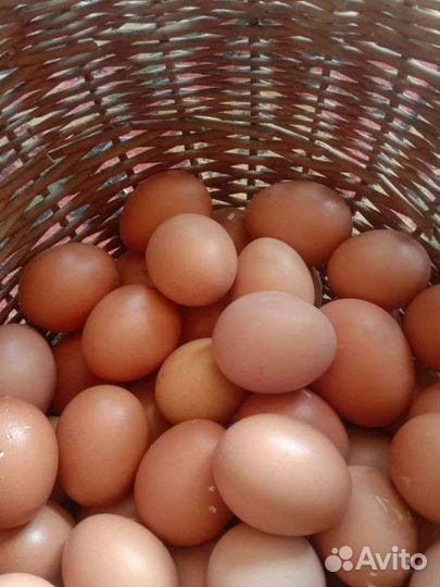 Домашние куриные яйца